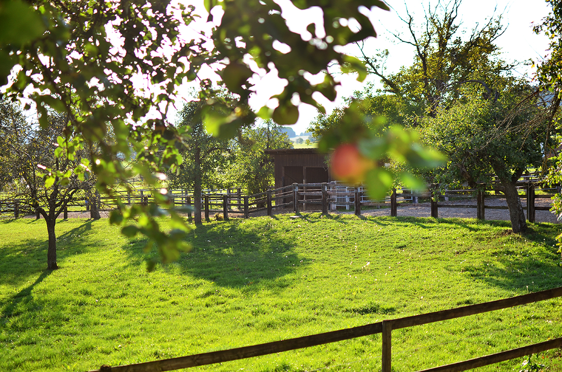 Pferdeweide am Berwangerhof in Berwangen